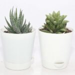 Image of mini desk plant
