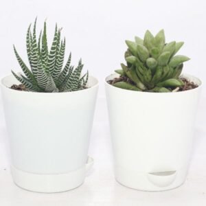 Image of mini desk plant