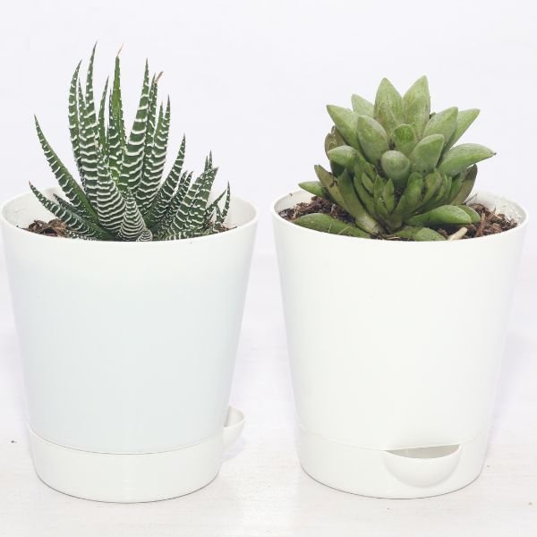 Image of mini desk plant