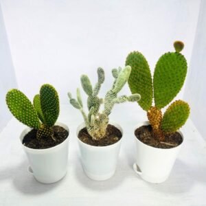 Image of prickly pear cactus