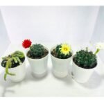 Image of Ultimate flowering cactus
