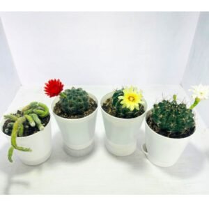 Image of Ultimate flowering cactus