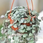 String of heart
