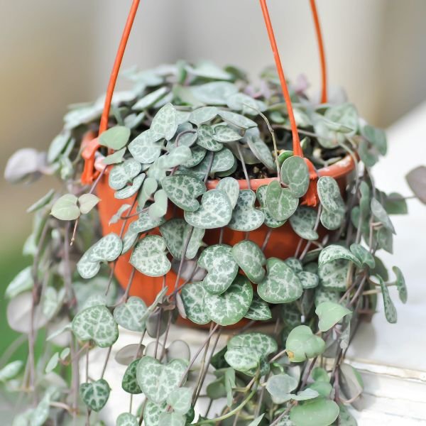 Image of String of heart