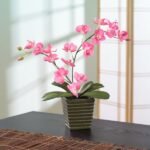 Image of orchid