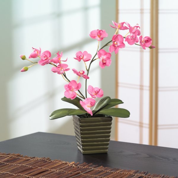 Image of orchid