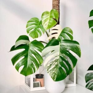 Image of Monstera Deliciosa Albo