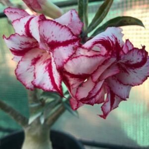 Image of Adenium Sexy Stripe