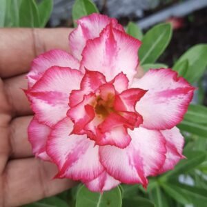 image of Adenium Siam Pink Paradise