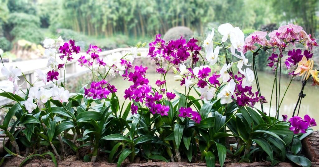 Image of orchid