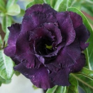 Image of Adenium Siam Blue Success