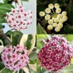 Indian Creeper Flowering Plants Collection