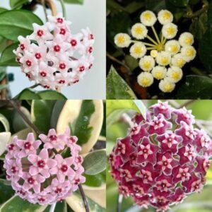 Image of Indian Creeper Flowering Plants