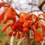 Firmiana colorata - Sterculia colorata (Bonfire Tree)