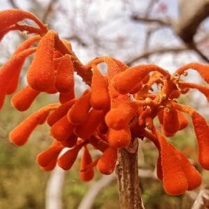 Image of Firmiana Colorata (Bonfire Tree)