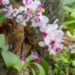 Image of Phalaenopsis winterlove