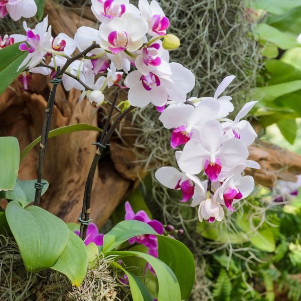 Image of Phalaenopsis winterlove