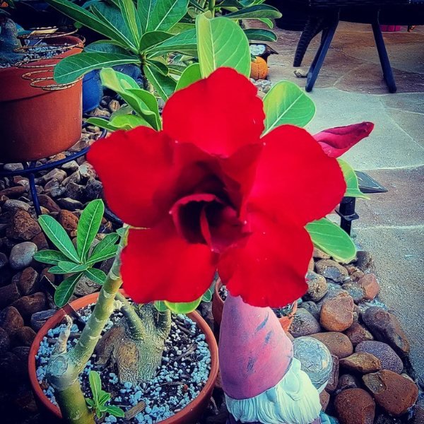 Image of Adenium Red Flower Plant