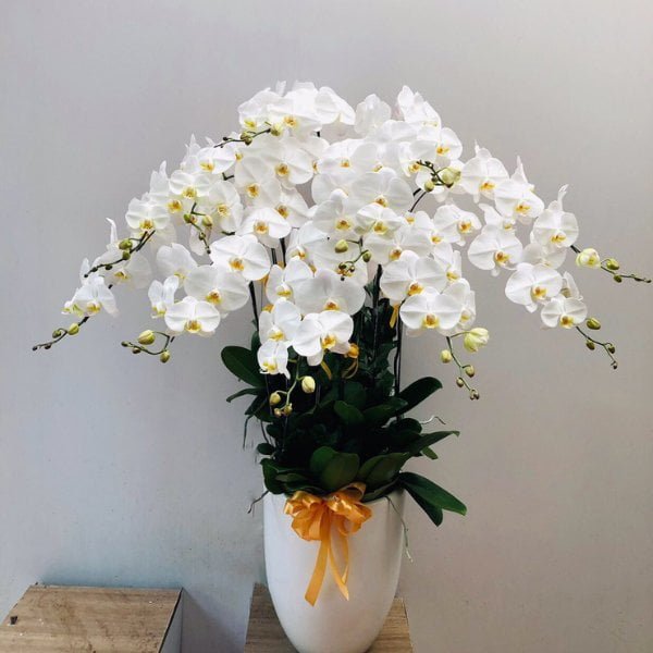 Image of Phalaenopsis road trip