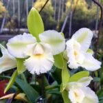 Image of Cattleya Siam Jade