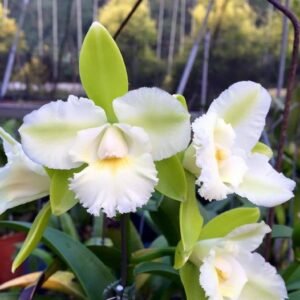 Image of Cattleya Siam Jade