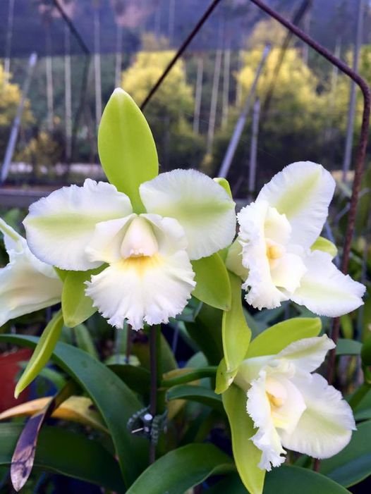 Image of Cattleya Siam Jade