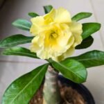 Adenium Yellow Success
