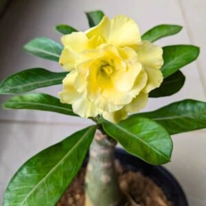 Image of yellow adenium