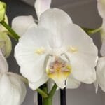 Image of Phalaenopsis Silver Light