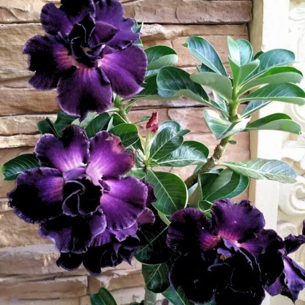 Image of Adenium Siam Blue Success