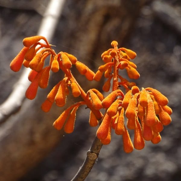 Imagge of Firmiana Colorata (Bonfire Tree)