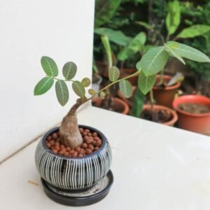 Image of Phyllanthus mirabilis