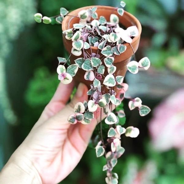 Image of String of heart variegated