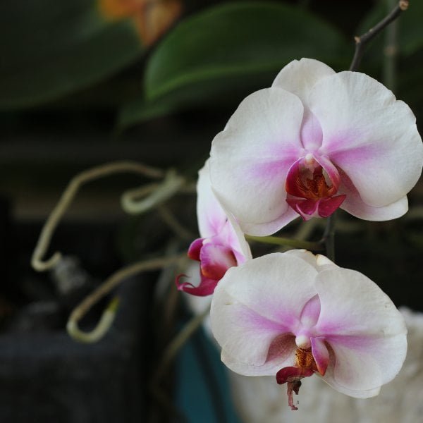 Phalaenopsis Eve - Image 3