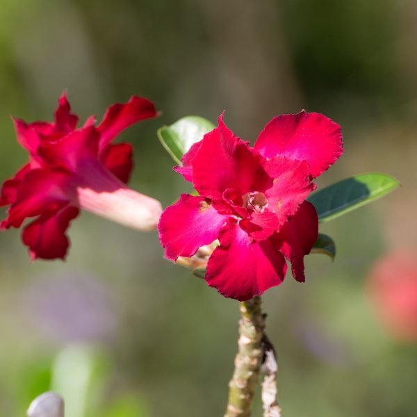 Image of Adenium Red Flower Plant