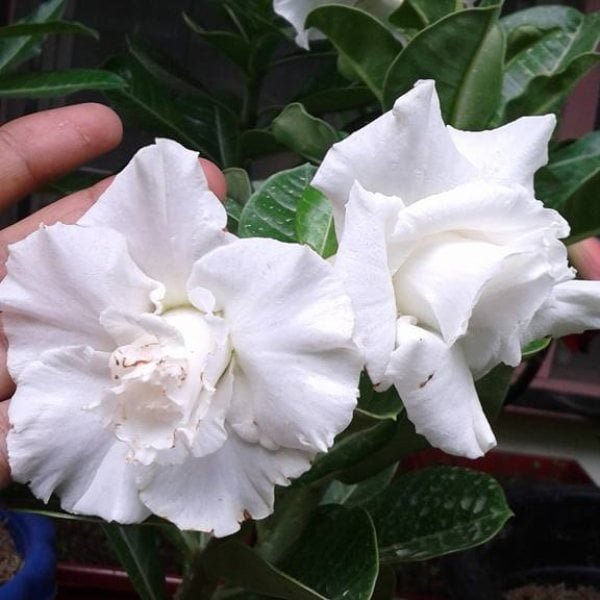 Image of White Adenium Plant