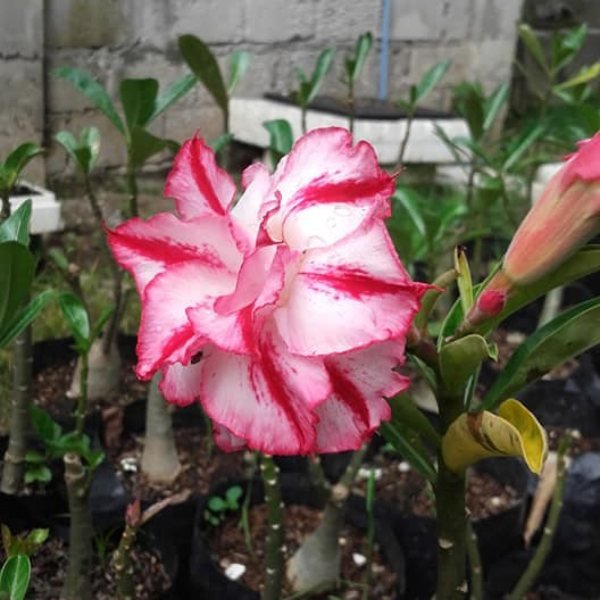 Image of Adenium Red white flowering plant