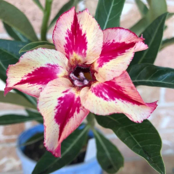 Adenium Berry Noier
