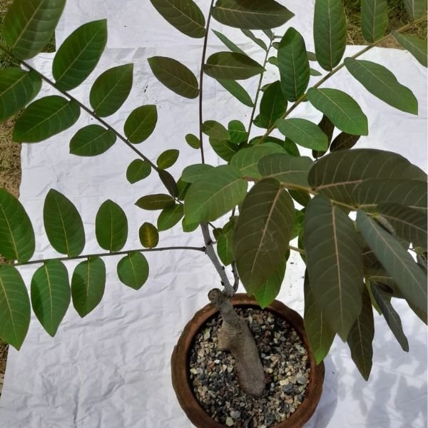 Image of Phyllanthus mirabilis