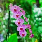 Image of Phalaenopsis tigris