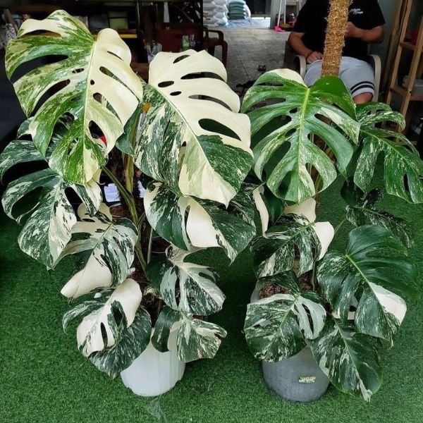 Image of Monstera Deliciosa Albo