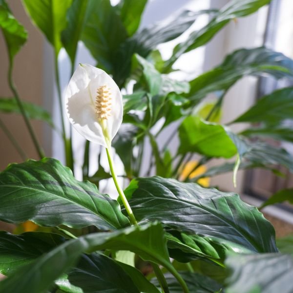 Peace Lily - Image 3