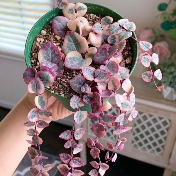 Image of String of heart variegated