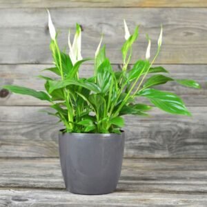 Image of Peace Lily