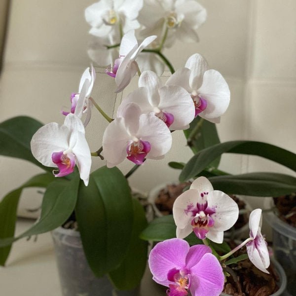 Phalaenopsis Winterlove - Image 4