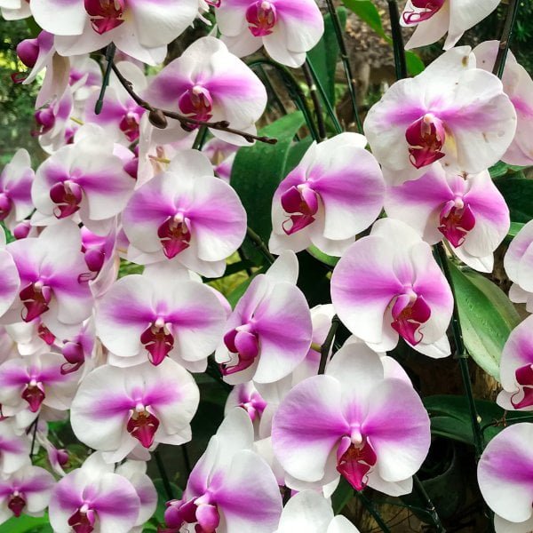 Image of Phalaenopsis eve