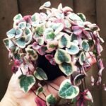 String of heart  variegated