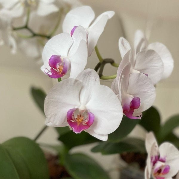 Phalaenopsis Winterlove - Image 3