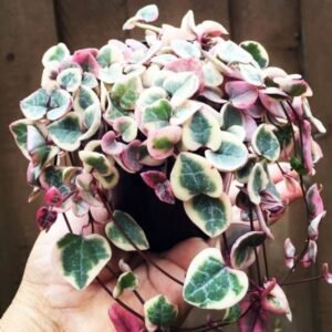 Image of String of heart variegated