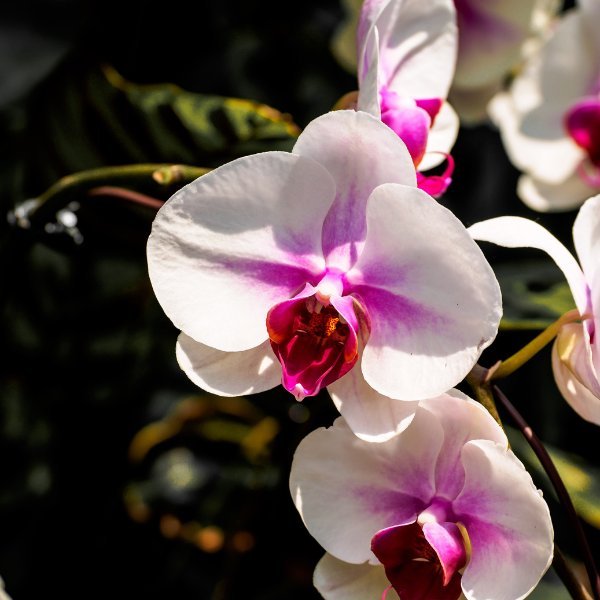 Image of Phalaenopsis eve